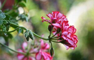 Королевская герань или пеларгония (70+ фото): аристократка в пышных нарядах