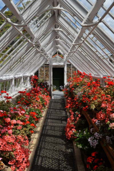 Королевская герань или пеларгония (70+ фото): аристократка в пышных нарядах