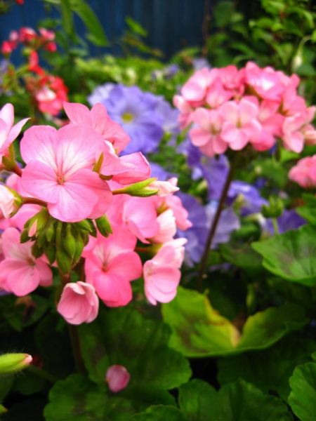 Королевская герань или пеларгония (70+ фото): аристократка в пышных нарядах