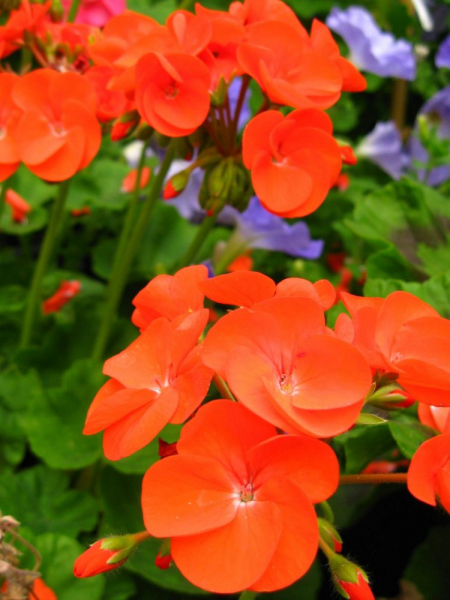 Королевская герань или пеларгония (70+ фото): аристократка в пышных нарядах