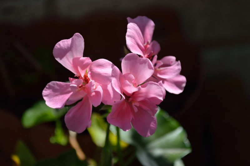 Королевская герань или пеларгония (70+ фото): аристократка в пышных нарядах