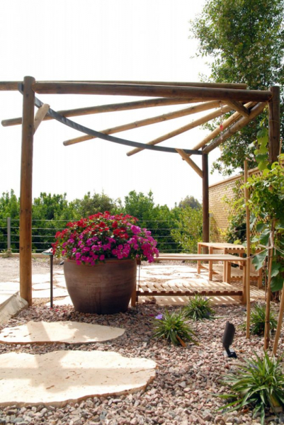 Королевская герань или пеларгония (70+ фото): аристократка в пышных нарядах