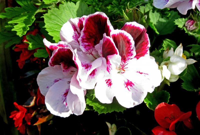 Королевская герань или пеларгония (70+ фото): аристократка в пышных нарядах