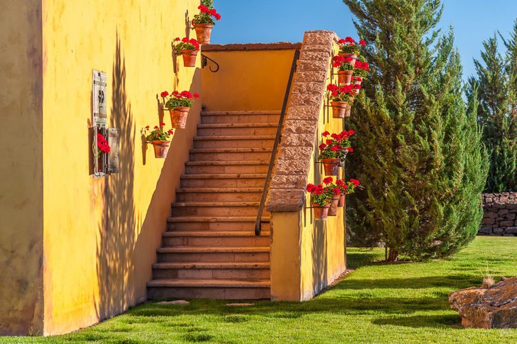 Королевская герань или пеларгония (70+ фото): аристократка в пышных нарядах