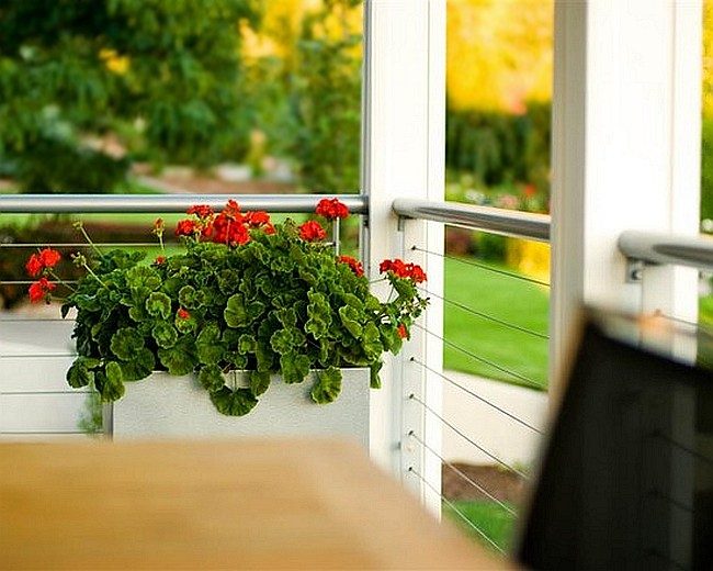 Королевская герань или пеларгония (70+ фото): аристократка в пышных нарядах