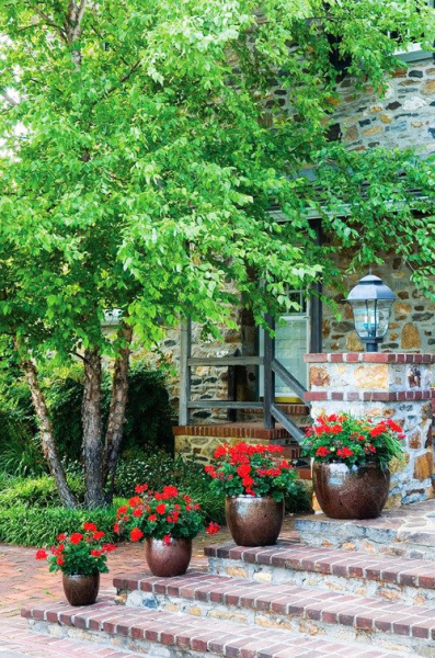 Королевская герань или пеларгония (70+ фото): аристократка в пышных нарядах