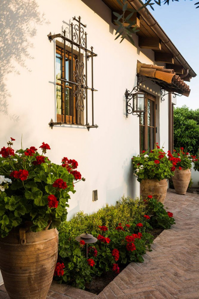 Королевская герань или пеларгония (70+ фото): аристократка в пышных нарядах