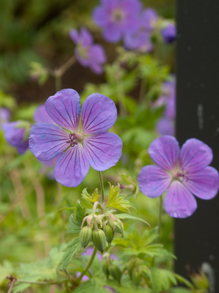 Королевская герань или пеларгония (70+ фото): аристократка в пышных нарядах