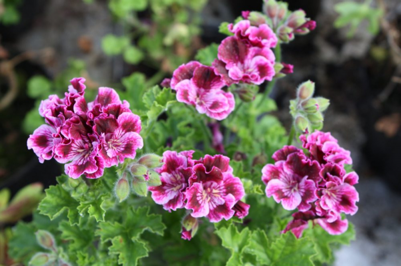 Королевская герань или пеларгония (70+ фото): аристократка в пышных нарядах