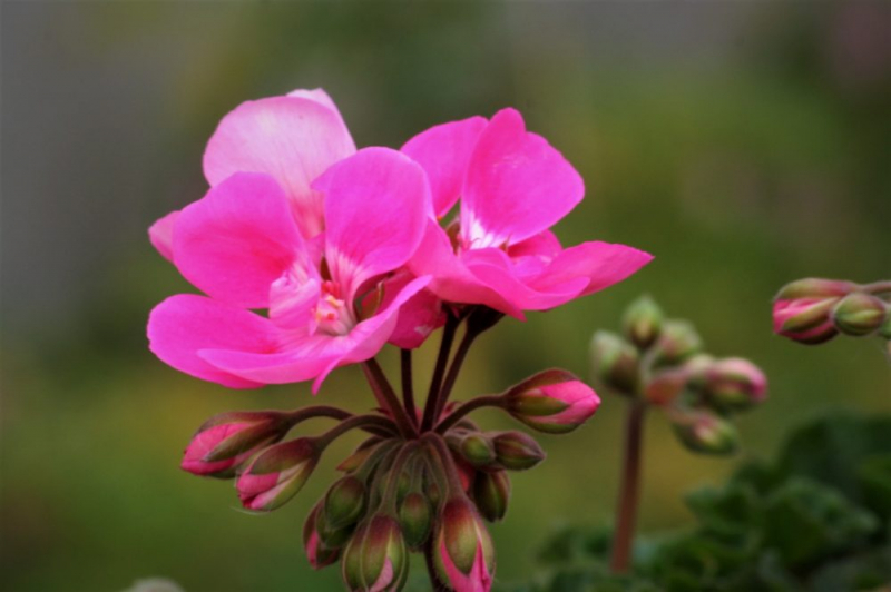 Королевская герань или пеларгония (70+ фото): аристократка в пышных нарядах