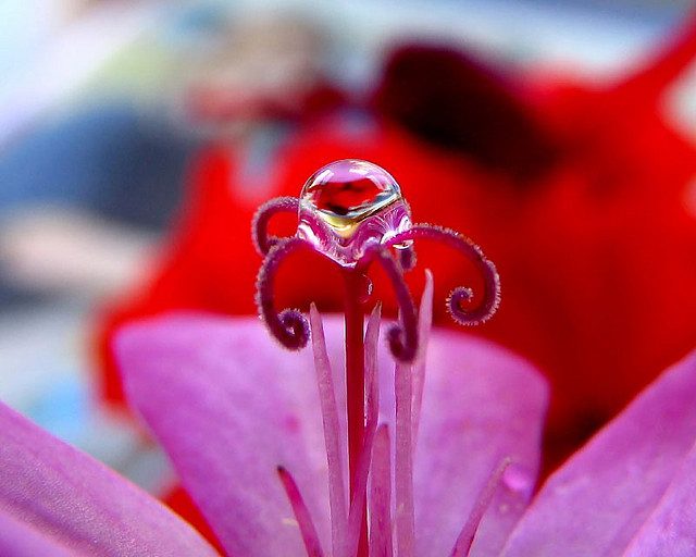 Королевская герань или пеларгония (70+ фото): аристократка в пышных нарядах