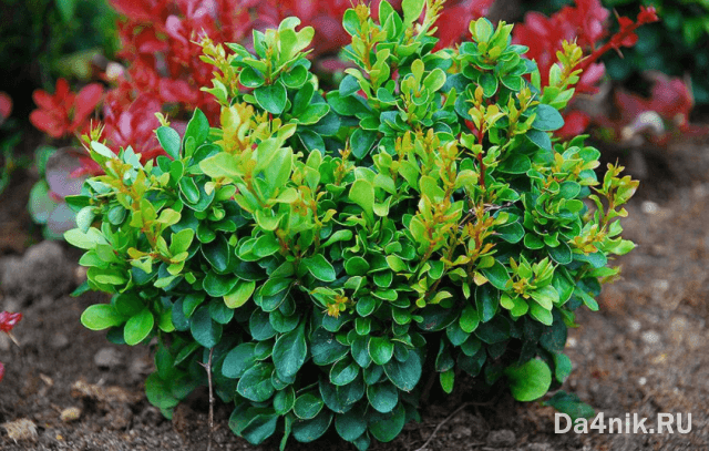 Лучшие сорта барбариса Тунберга