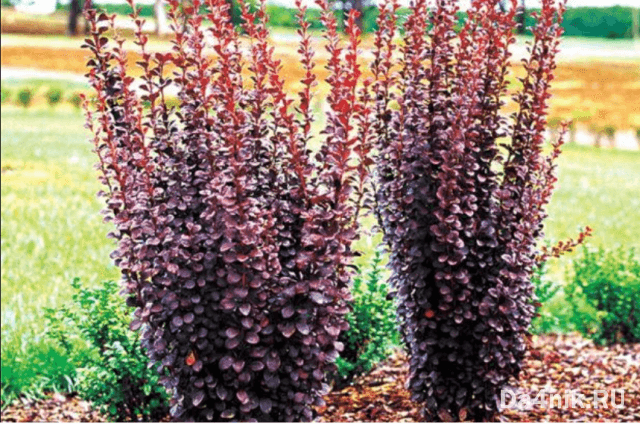 Лучшие сорта барбариса Тунберга