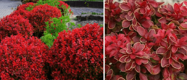 Лучшие сорта барбариса Тунберга