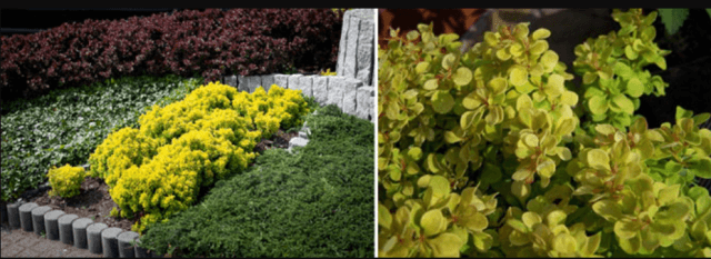 Лучшие сорта барбариса Тунберга