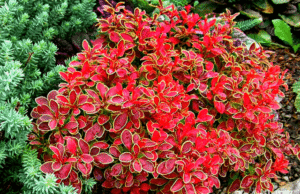 Лучшие сорта барбариса Тунберга