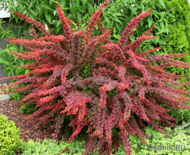 Лучшие сорта барбариса Тунберга