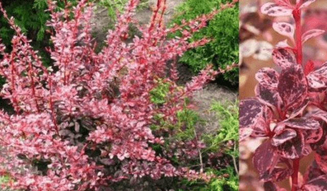 Лучшие сорта барбариса Тунберга