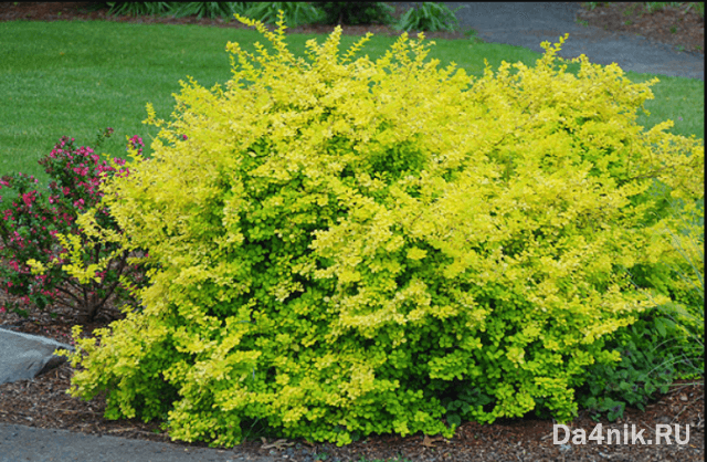 Лучшие сорта барбариса Тунберга