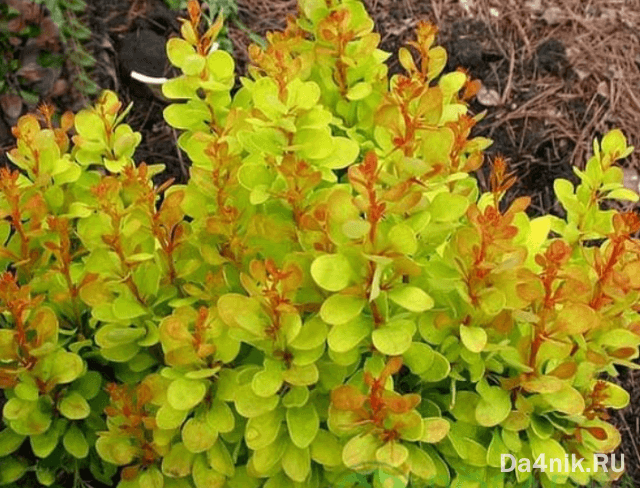 Лучшие сорта барбариса Тунберга