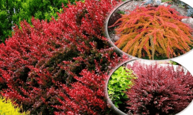 Лучшие сорта барбариса Тунберга