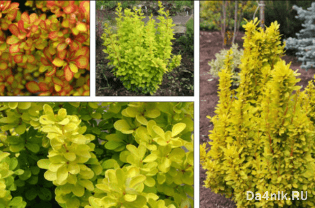 Лучшие сорта барбариса Тунберга