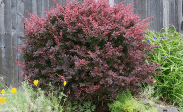 Лучшие сорта барбариса Тунберга