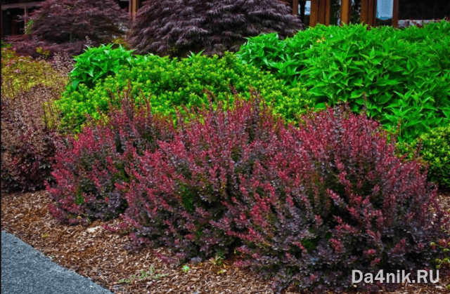 Лучшие сорта барбариса Тунберга