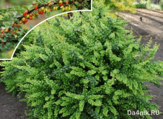 Лучшие сорта барбариса Тунберга