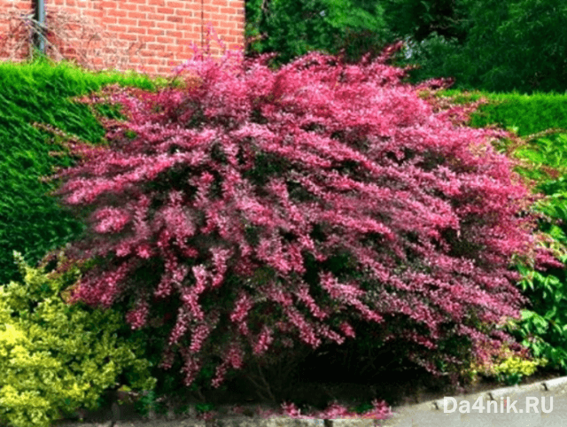 Лучшие сорта барбариса Тунберга