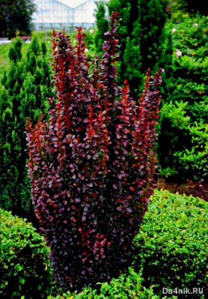 Лучшие сорта барбариса Тунберга