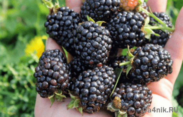 Лучшие сорта ежевики для вашего сада