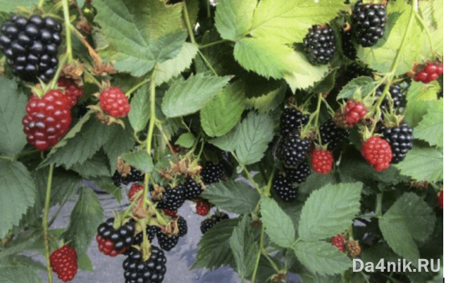 Лучшие сорта ежевики для вашего сада