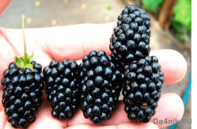 Лучшие сорта ежевики для вашего сада