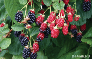 Лучшие сорта ежевики для вашего сада