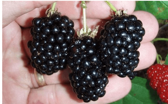 Лучшие сорта ежевики для вашего сада