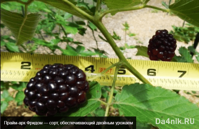 Лучшие сорта ежевики для вашего сада