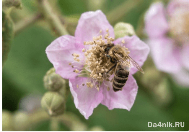 Лучшие сорта ежевики для вашего сада