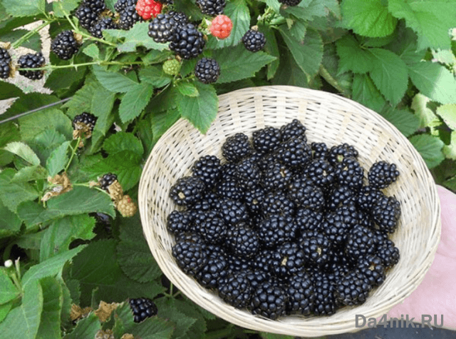 Лучшие сорта ежевики для вашего сада