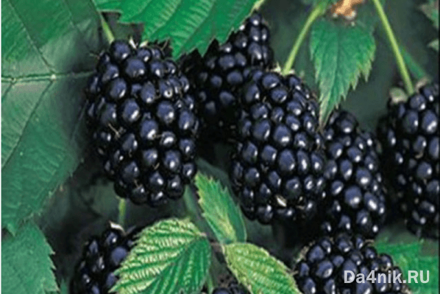 Лучшие сорта ежевики для вашего сада