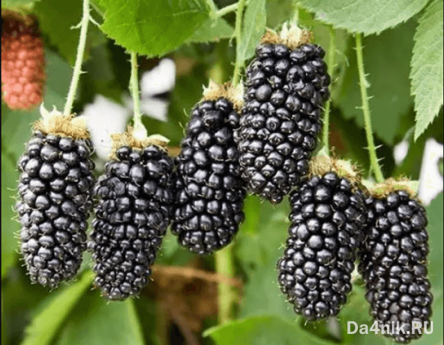 Лучшие сорта ежевики для вашего сада
