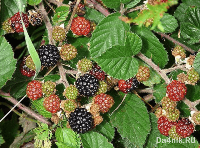 Лучшие сорта ежевики для вашего сада