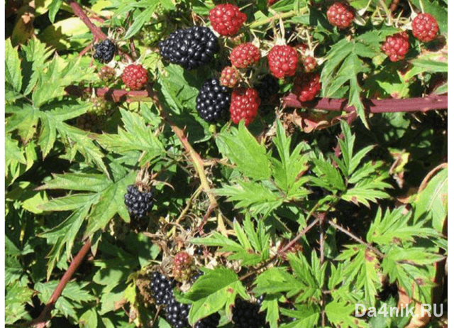 Лучшие сорта ежевики для вашего сада