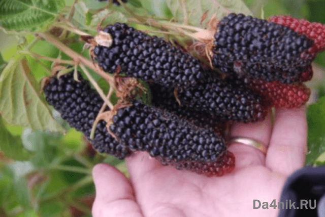 Лучшие сорта ежевики для вашего сада