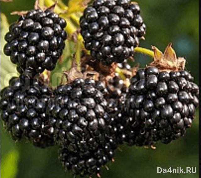 Лучшие сорта ежевики для вашего сада