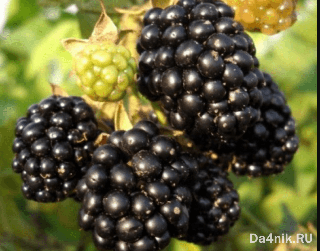 Лучшие сорта ежевики для вашего сада