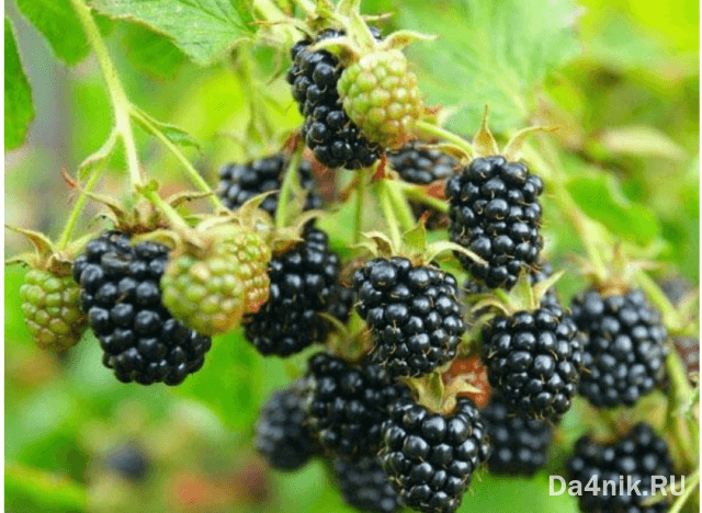 Лучшие сорта ежевики для вашего сада