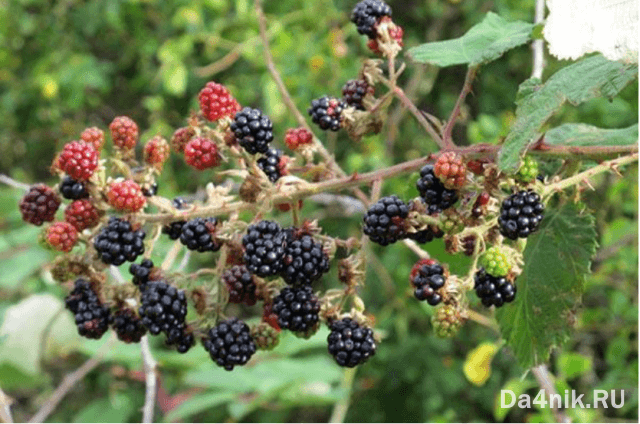 Лучшие сорта ежевики для вашего сада