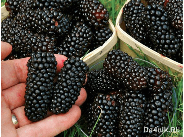 Лучшие сорта ежевики для вашего сада