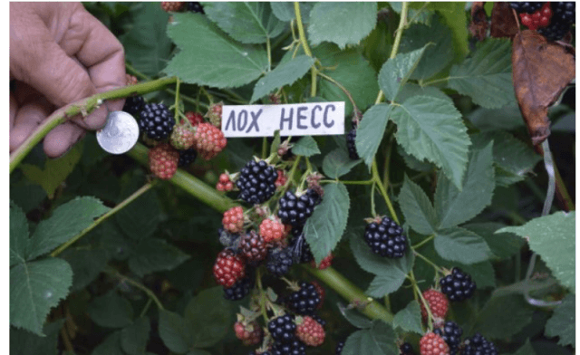 Лучшие сорта ежевики для вашего сада